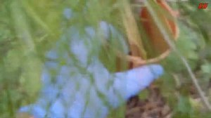 защита деревьев от триммера