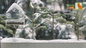 Безразмерка телеканала "Лапки LIVE" (с 14.03.23-н.в)