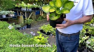 Rewela Hostas looks at Hosta Sunset Grooves