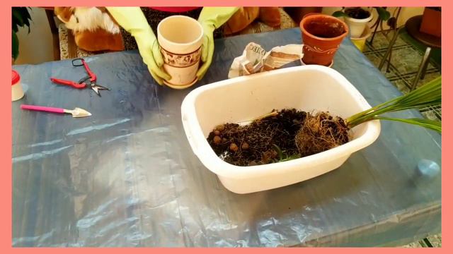 ЖЕСТЬ! Черви в цветах? Пересадка пальмы. смотреть онлайн