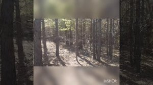 Работа Русских гончих по зайцу беляку. Играй, Тревожка, Тайра.