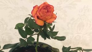 Роза в доме! Приметы и суеверия о комнатной розе!