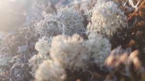 Варган - Мелодия Без Нот ~ Тундра - Станислав Захаров