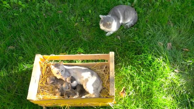 10 Shocking Facts About Father Cats (#1 is Crazy) смотреть онлайн