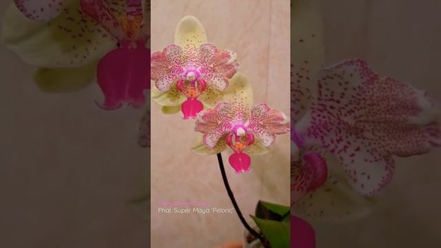 Phal. Super Maya 'Peloric' Орхидея, фаленопсис Бабочка Супер Майя #shorts #orchids #peloric