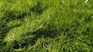 Через сколько прорастает газон в семенах Ч1