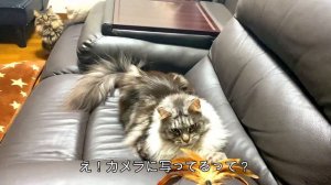 自分が映ってるYouTube動画を見て感動する猫/Cat gets emotional after watching a YouTube video of herself