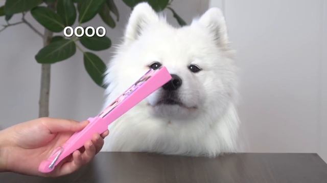 Dog Tests Different Human Items #1 смотреть онлайн
