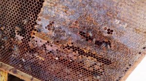 Пчеловодство!ЗИМОВКА 2023! Потери?#пчеловодство #пчёлы #