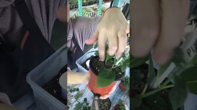 Перечеренковка 🪴мет.гортензии!💪🏻😎 смотреть онлайн