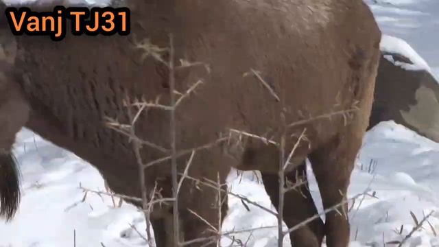 Боздиди Нахчирхои Кухи дехаи Арнавад Посетите горных козлов в Арнаваде Visit the Mountain Goats in смотреть онлайн