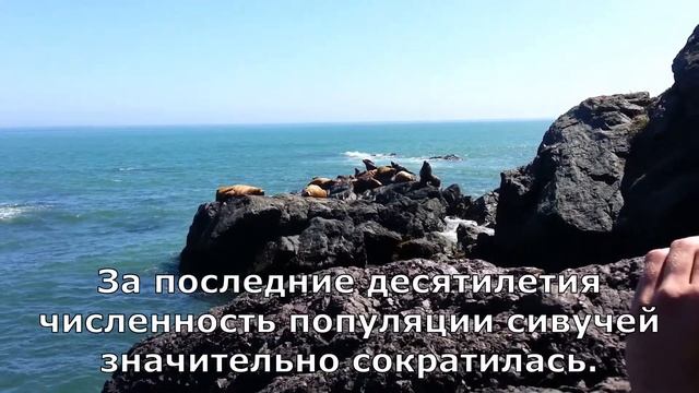 Сивучи в живой природе! смотреть онлайн