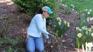 Using Clematis in a Fun, New Way | Gardening with Creekside