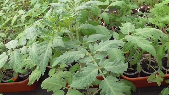 Томаты - новинки 2023 года. Загадочный томат Зеленый Куапо. Обзор рассады. смотреть онлайн