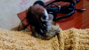 Пернатик's life.Жизнь воробья Тоши и попугаев Бони и Яши. Веселые будни пернатых.