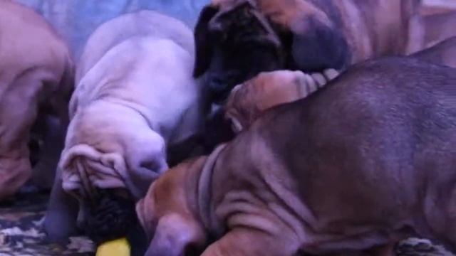 щенки - Фила Бразилейро ( Бразильский мастиф) смотреть онлайн