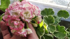 April Snow и Uaito Ringu сравнение сортов