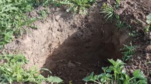 Посадка голубики Яма для голубики - подготовка
