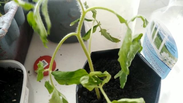 От чего ЗАВЯЛА и УПАЛА рассада ТОМАТОВ.Реанимация. Проект ПОДНИМИ ЛЕЖАЧЕГО. смотреть онлайн