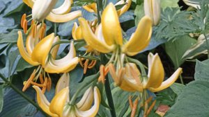 23.06.24 Лилии кудреватые (мартагон). Часть 1