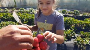 Клубника КАБРИЛЛО. Осенний урожай 2018