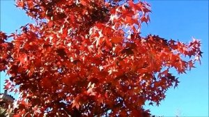 Японский красный клен, Acer japonicum, красивые деревья осенью, Jardin Oriental, 08/11/2018