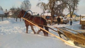 #Лошади Красавчик Тяжеловоз в Санях# Русская Упражь#Деревня Катаемся# Советуем Просмотреть