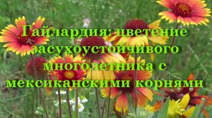 Гайлардия цветение засухоустойчивого многолетника с мексиканскими корнями
