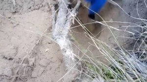 #КЛАД! ЗОЛОТАЯ ЦЕПЬ! В ПОИСКАХ КЛАДА И ЗОЛОТА ОТ ВИКЛИНГА!