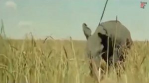 Посмотри! Как Аборигены Охотятся На Животных!