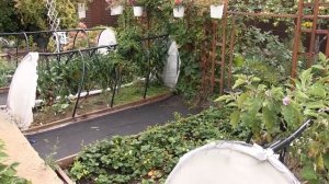 Сажаем садовую землянику. Сорт "Купчиха". Межвидовой гибрид земляники и клубники