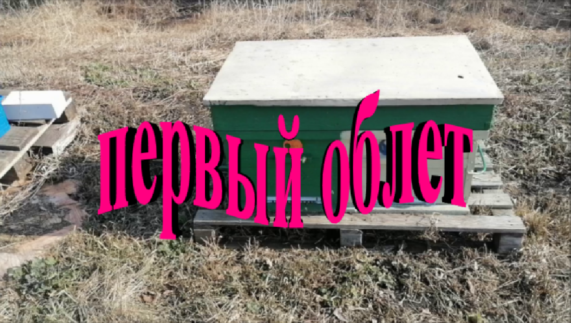 Первый облет пчел на пасеке смотреть онлайн