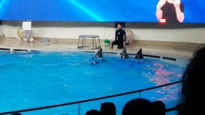 ПРНДСТАВЛЕНИЕ ДИЛЬФИНОВ И МОРСКИХ КОТИКОВ (В ДИЛЬФИНАРИИ). ???.