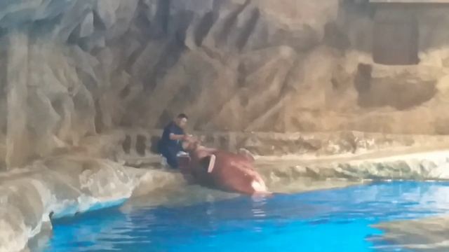 PACIFIC WALRUS-Odobenus rosmarus divergens || OCEAN PARK смотреть онлайн