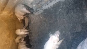 свини перерыли весь сарай