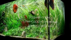 Красивейший аквариум с дискусами и живыми растениями