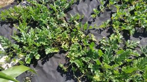 Почему у вас не растут арбузы