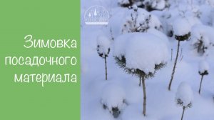 Зимовка посадочного материала