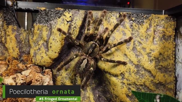 Top 10 BEST Arboreal Tarantulas - YOU'LL LOVE THESE SPIDERS! смотреть онлайн