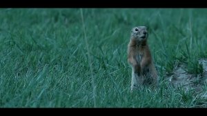 Чылтыс Таннагашева - От Эне(Дух Огня) Шорские Песни. Тадарлар.