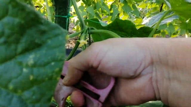 ФОРМИРОВАНИЕ ОГУРЦОВ НА СЕТКЕ В ПЕРИОД ПОЛНОГО ПЛОДОНОШЕНИЯ смотреть онлайн