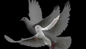 Голуби в полёте