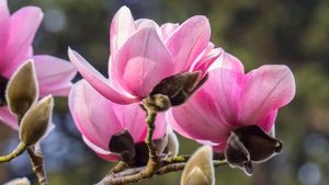 Магнолия посадка и уход  Нужно ли и как резать магнолии