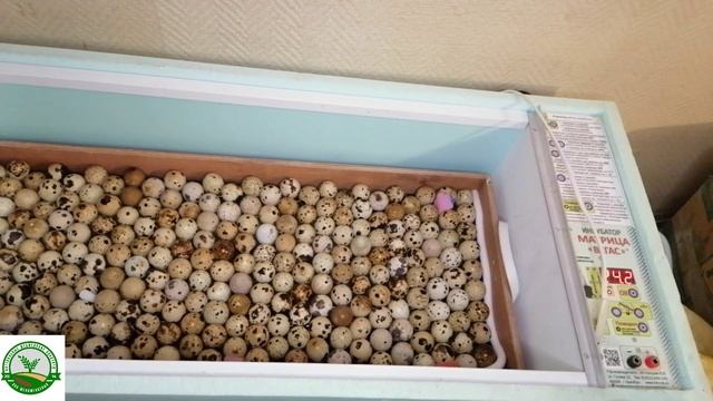 #2 Инкубация перепелов в инкубаторе матрица Вегас, Закладка лотка с яйцами в инкубатор, и настройка