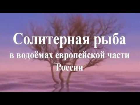 Селитёрная рыба!Всё о паразитах,которые живут в рыбе,и можно ли есть селитёрную рыбу! смотреть онлайн