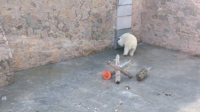 Белый медведь - странное поведение в неволе ;(( смотреть онлайн