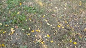 ПОДГОТОВКА ПЛОДОВЫХ ДЕРЕВЬЕВ И ЯГОДНЫХ КУСТАРНИКОВ ?К ЗИМЕ, ОСЕННИЕ ПОДКОРМКИ И ОБРАБОТКИ