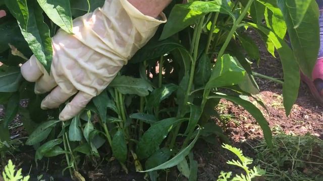 Грибковые болезни флоксов. Лечение. Борьба с жёлтыми листьями. смотреть онлайн