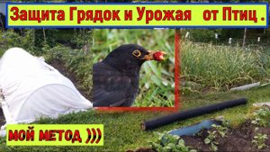 Защита Грядок и Урожая от Птиц . Мой метод ...