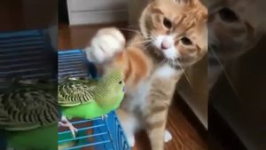 Потрясающее видео #вмиреживотных